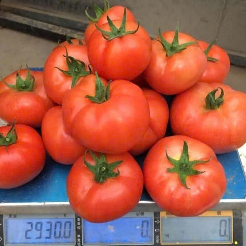 Cà chua - Hợp Tác Xã Rau Sạch Nguyễn Minh